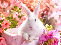 Белый кролик среди розовых цветов