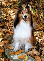 Довольный пёс среди осенних листьев