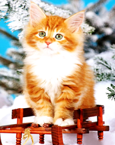 Рыжей котёнок на фоне зимней ели