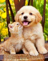 Пушистый щенок и котёнок