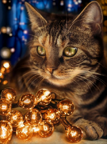 Серый кот и гирлянда