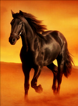 Черный конь на фоне яркого заката