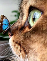 Котенок смотрит на бабочку на носу