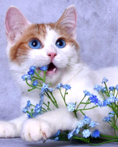 Кот и голубые незабудки