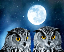 Две серые совы на фоне полной луны