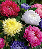 Букет разноцветных астр