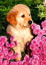 Милый щенок сред розовых хризантем