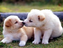 Два пушистых белых щеночка