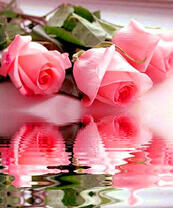 Отражение нежно-розовых роз