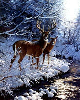 Два оленя у зимней реки