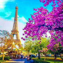 Эйфелева башня и цветущая магнолия