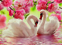 Лебеди под большими розовыми цветами
