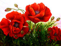 Сочно-красные маки