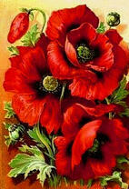 Крупные цветы маков