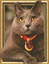 Серый кот с милым ошейничком