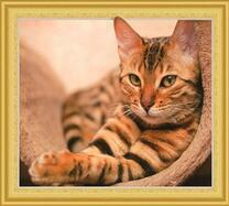 Полосатая кошечка отдыхает на ковре