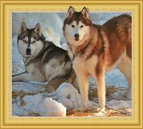 Два хаски на снегу