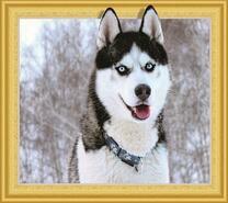 Веселый и красивый хаски на фоне снежного леса