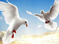 Голуби мира