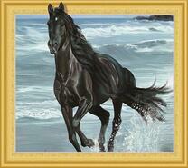 Бег черного коня по пляжу