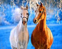 Рыжая и белая лошади