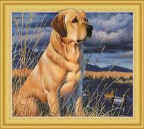 Красивый лабрадор у озера