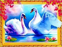 Два белых лебедя