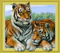 Пара тигров на фоне летнего леса