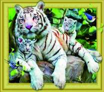 Белая тигрица на отдыхе с тигрятами