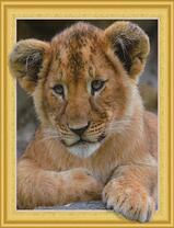 Милый пушистый львенок