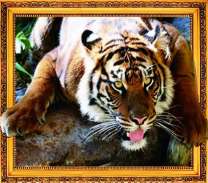 Страшный тигр в засаде