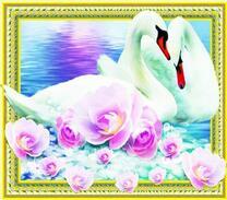 Пара белых лебедей и розы на озере