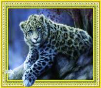 Пушистый снежный барс на скале