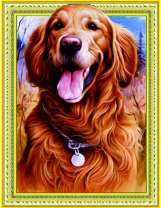 Красивый лабрадор в лесу