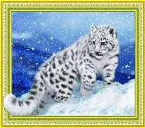 Молодой снежный барс