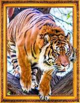 Грозный тигр на скале