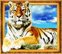 Большой тигр на фоне голубого неба