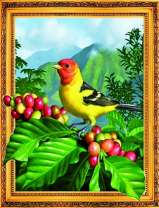 Красивая птичка на кустике кофе