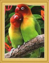 Яркие неразлучники на веточке