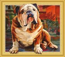 Взрослый английский бульдог