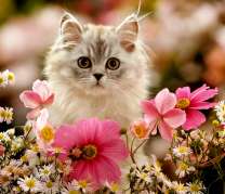 Серый котенок в ромашках