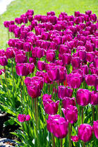 Голландские тюльпаны на клумбе