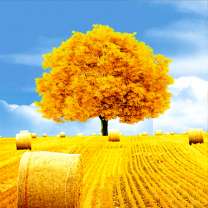 Желтое дерево на желтом поле