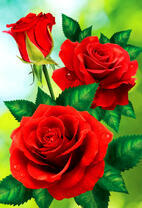 Три нежные розы