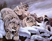 Снежные барсы на скале