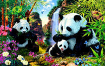 Семья панд в чудесном месте