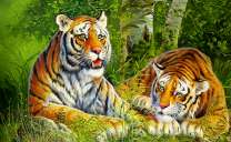 Тигры в зеленых чащах