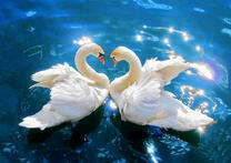 Лебединое счастье в солнечных лучах