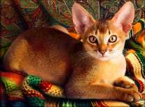 Абиссинская кошка - одна из самых древних пород кошек