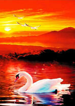 Белый лебедь на фоне заходящего солнца